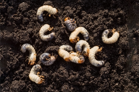 Grub worms in the soil
