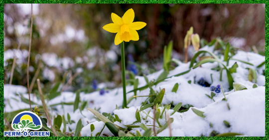 flower growing in snow