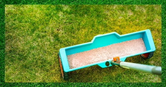 lawn fertilization