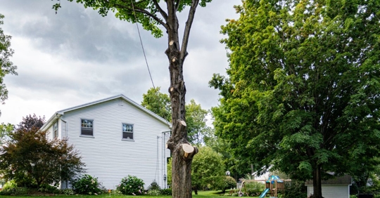 home tree removal