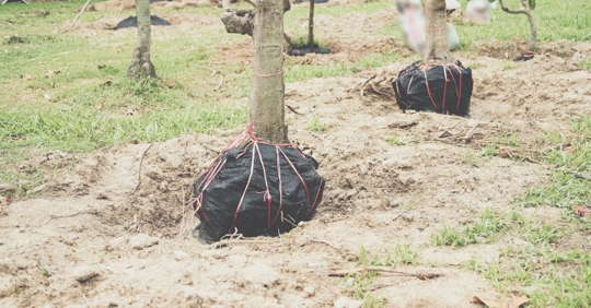 transplanting trees