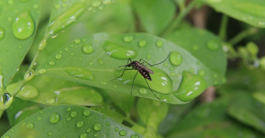 mosquito on wet leaf