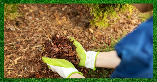 mulching in yard