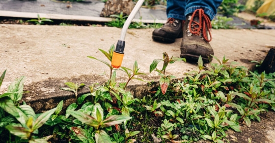 professional weed control