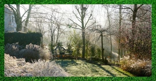 lawn in winter
