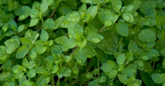 rain on Chickweed