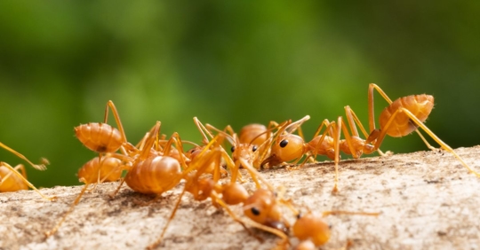 fire ants