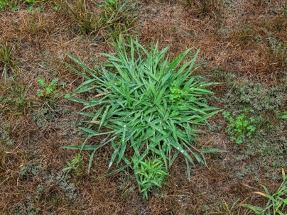 crabgrass on soil