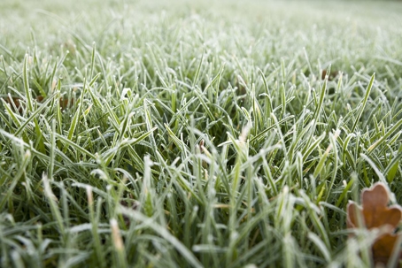 frost on grass