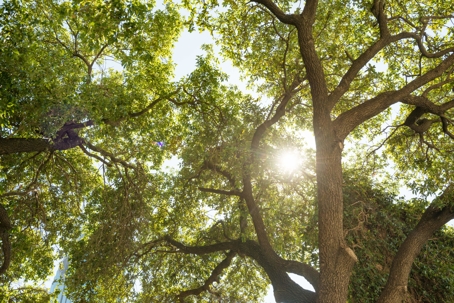 Texas Oak Tree Canopy on Sunny Day