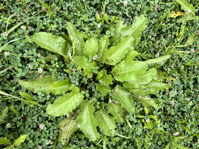 a broadleaf weed