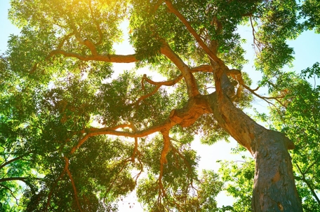 trees