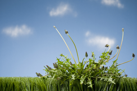 weed growing in grass