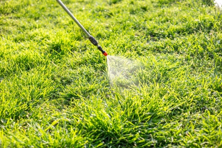 Spray weed control on lawn