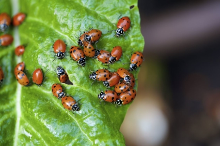 ladybugs