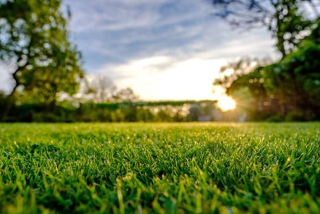 spring lawn with sun shining on grass