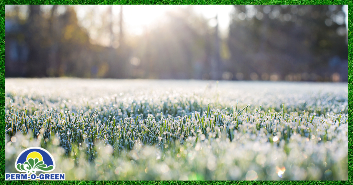 Will Frost Kill My Lawn?