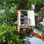 Tree & Shrub Care